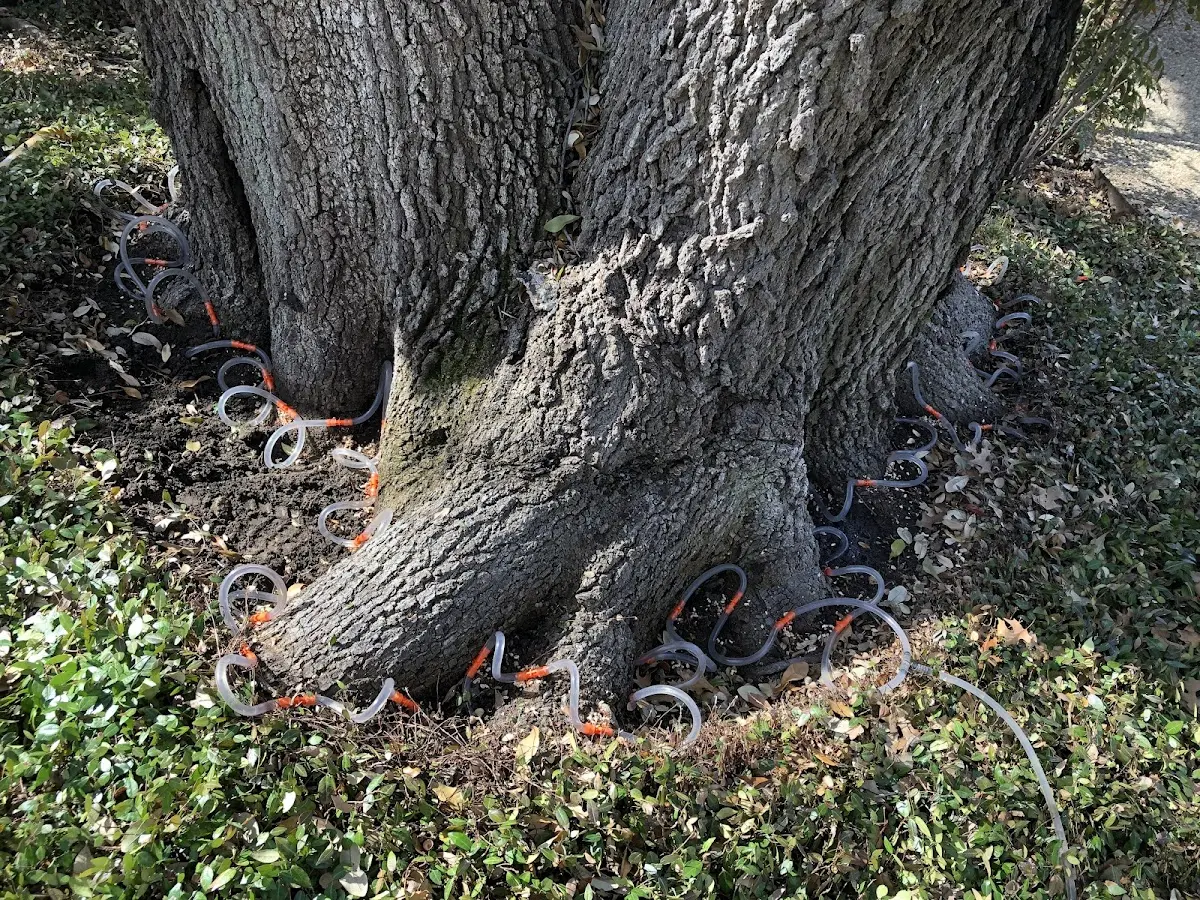 Detailed Tree Cabling and Bracing job site in Batchtown