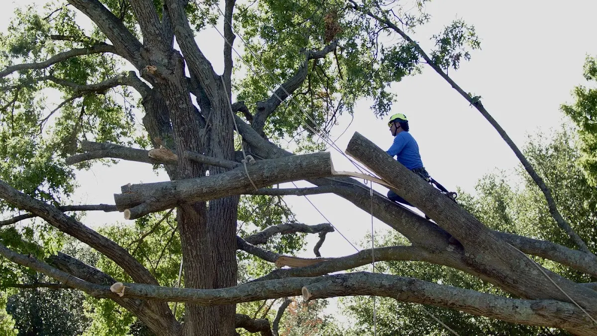 Professional Hazardous Tree Removal performed by certified arborists in Batchtown